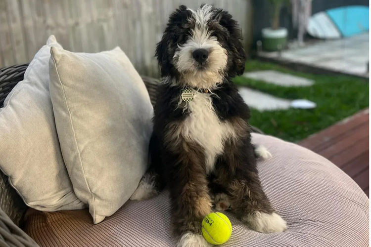 Country Canine Co. - Bernedoodle