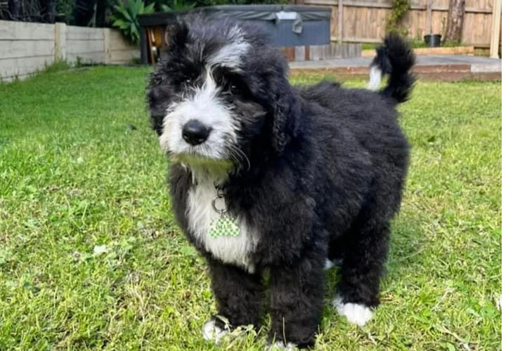 Country Canine Co. - Bernedoodle