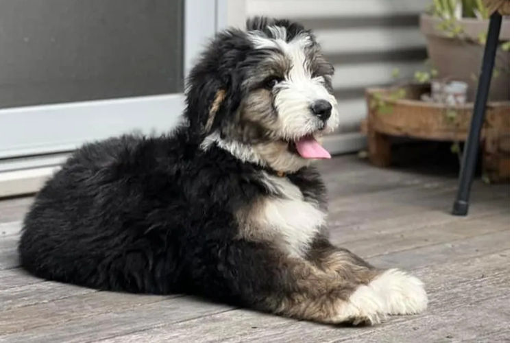 Country Canine Co. - Bernedoodle