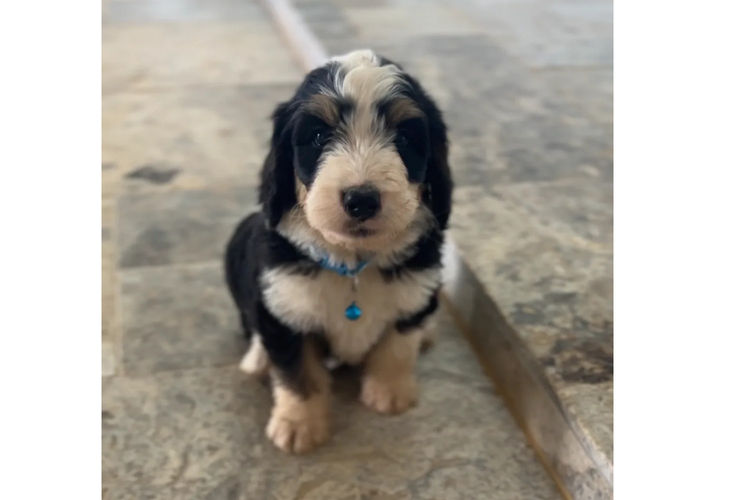 Country Canine Co. - Bernedoodle