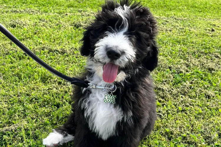 Country Canine Co. - Bernedoodle