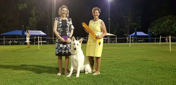 Shirofuyu White Swiss Shepherds