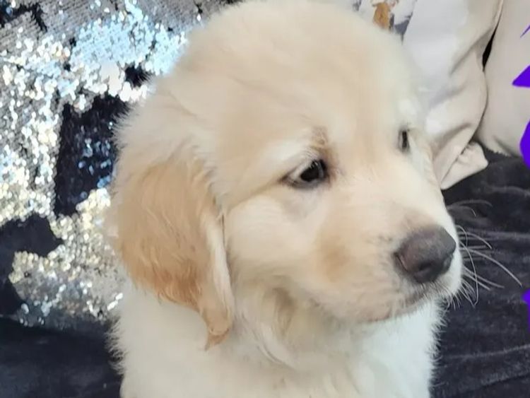 Sunshine Goldens and Groodles