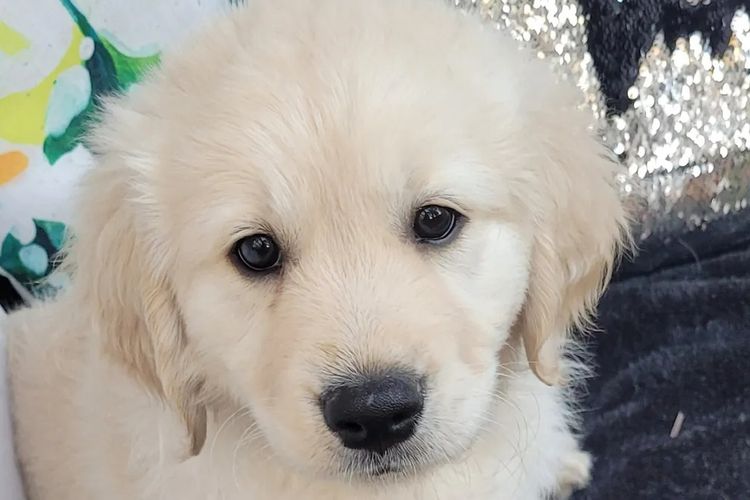 Sunshine Goldens and Groodles