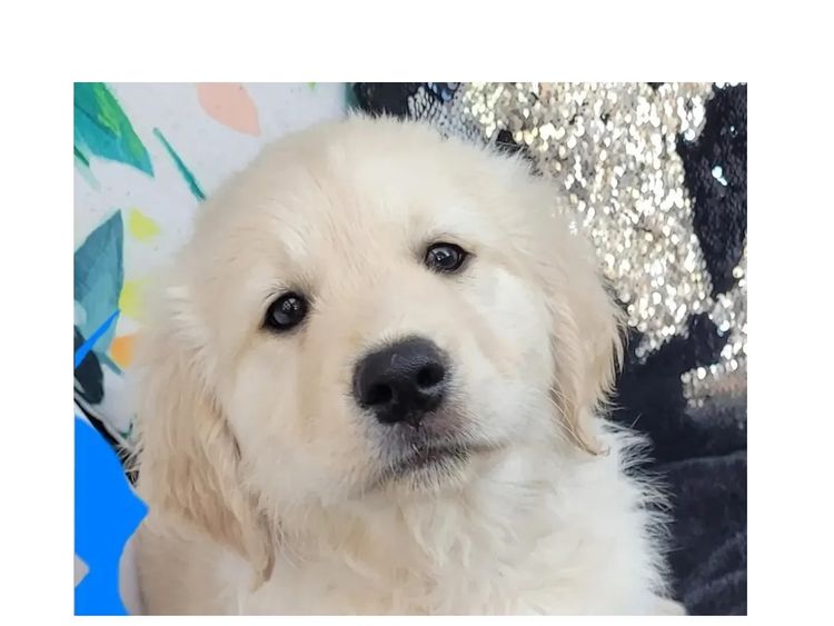 Sunshine Goldens and Groodles