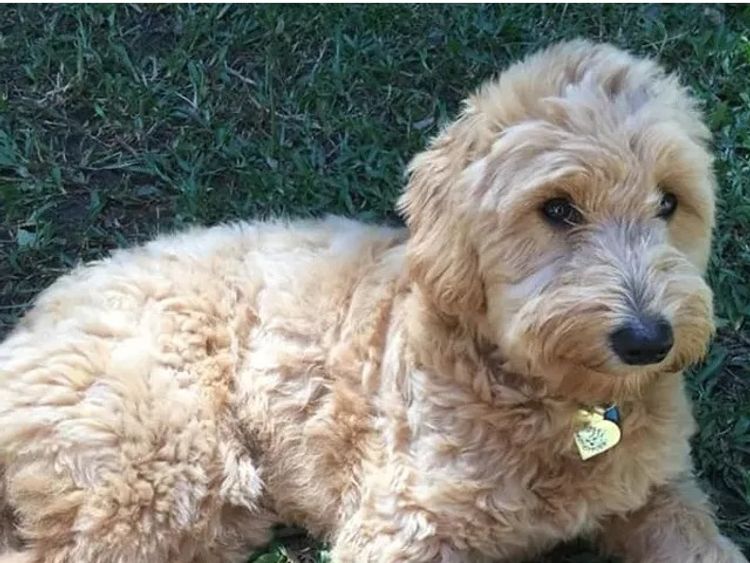 Sunshine Goldens and Groodles