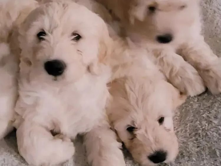 Sunshine Goldens and Groodles