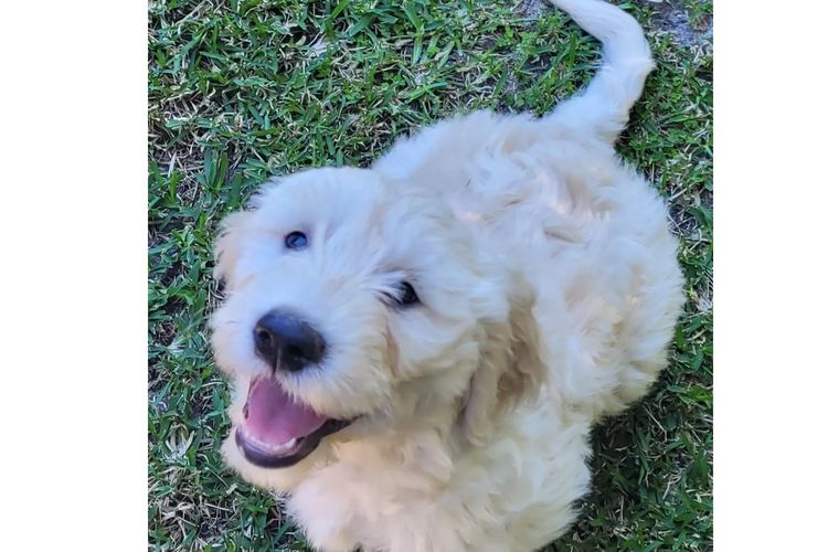 Sunshine Goldens and Groodles