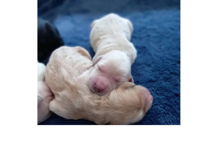 Sunshine Goldens and Groodles