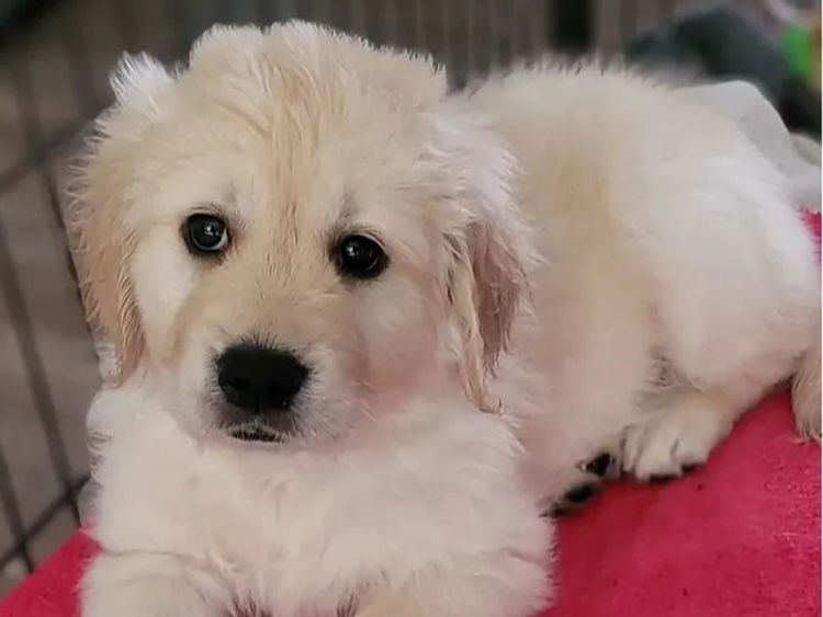 Sunshine Goldens and Groodles