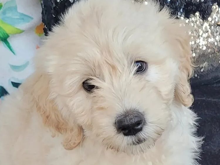 Sunshine Goldens and Groodles