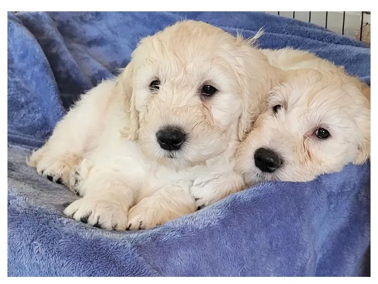 Sunshine Goldens and Groodles