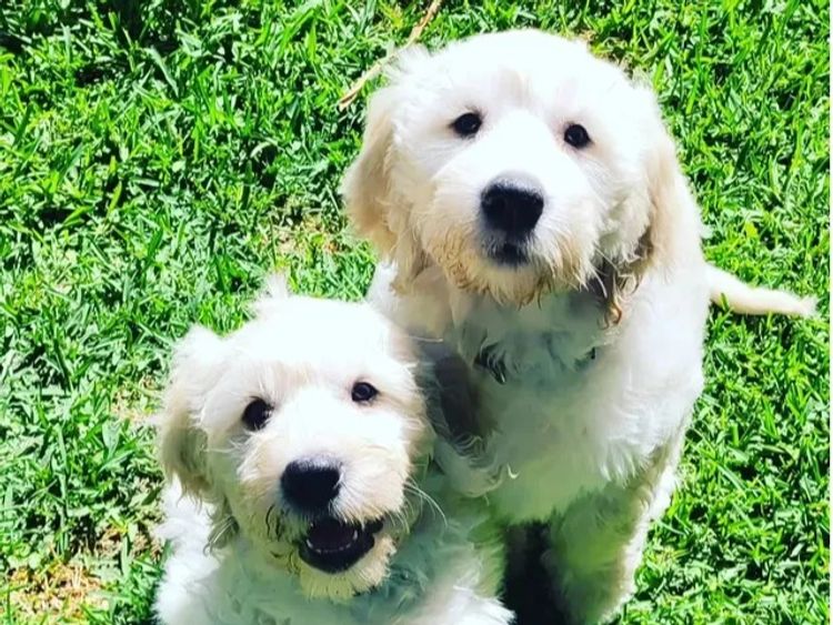 Sunshine Goldens and Groodles