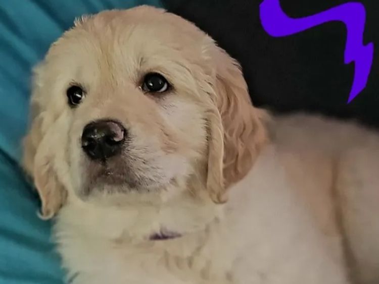 Sunshine Goldens and Groodles