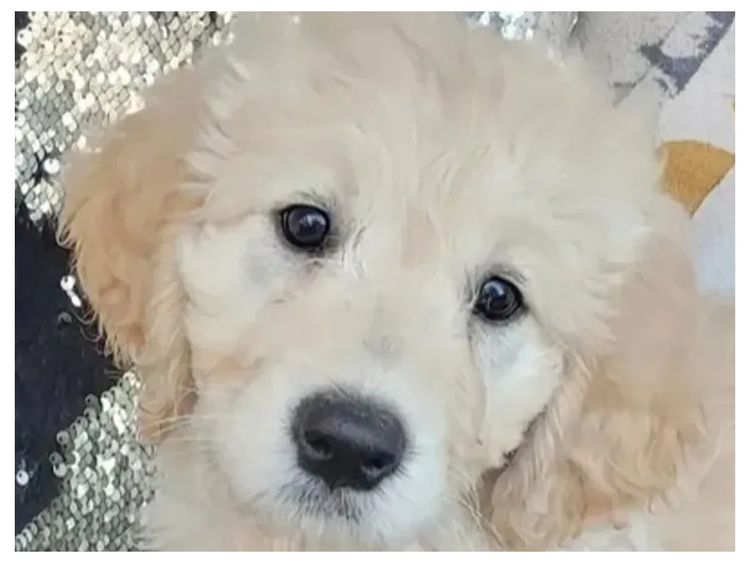 Sunshine Goldens and Groodles