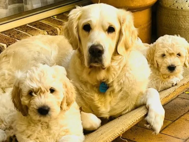 Sunshine Goldens and Groodles