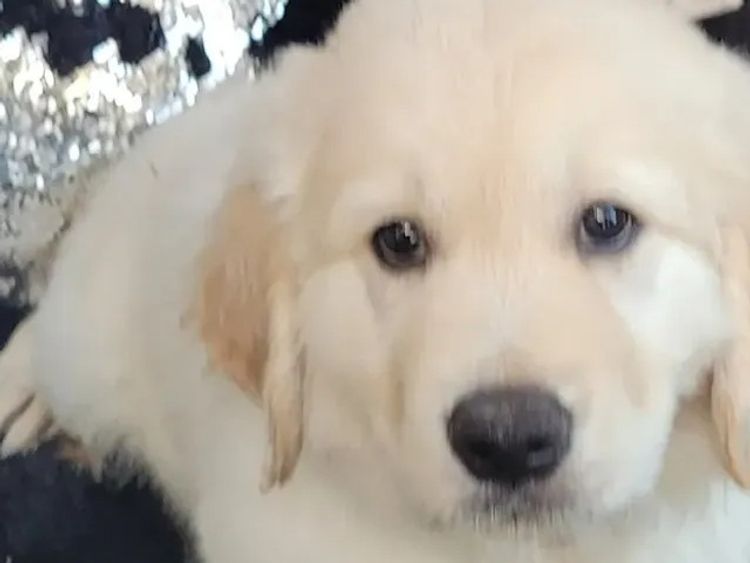 Sunshine Goldens and Groodles