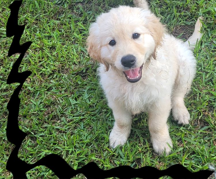 Sunshine Goldens and Groodles