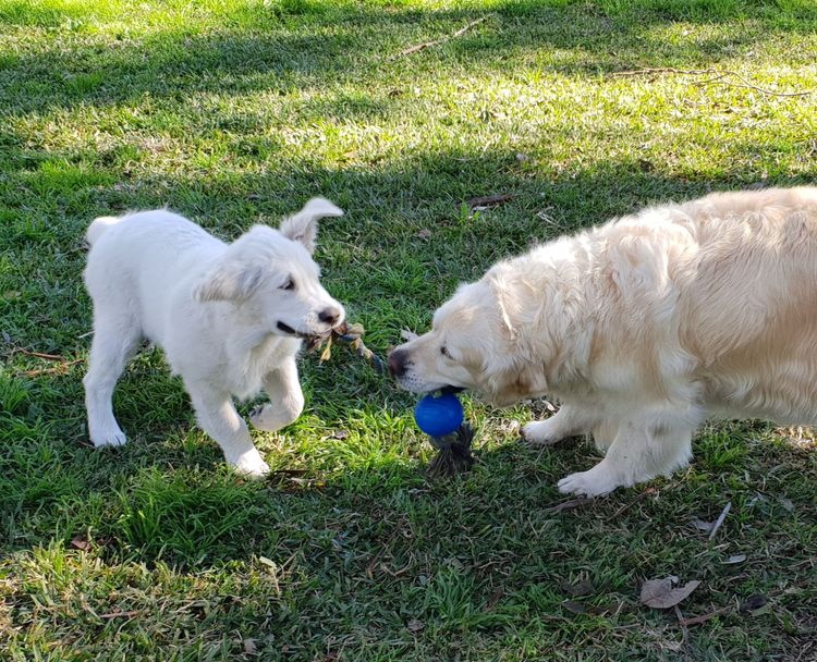 Vivaretrieva Golden Retrievers (ANKC)