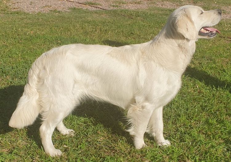 Vivaretrieva Golden Retrievers (ANKC)