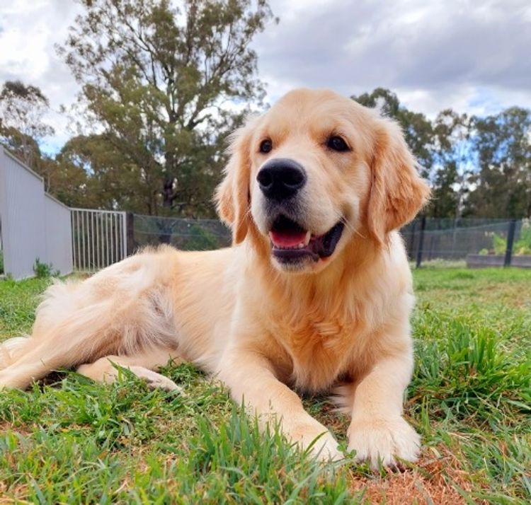 Vivaretrieva Golden Retrievers (ANKC)