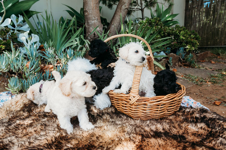 Oodles of Schnoodles