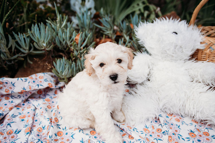 Oodles of Schnoodles