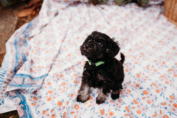 Oodles of Schnoodles