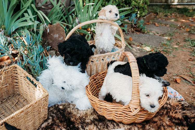 Oodles of Schnoodles
