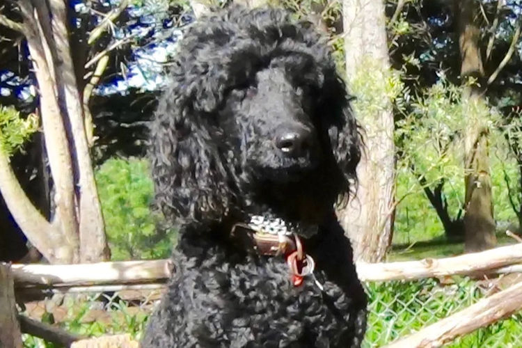 Gramayre Poodles