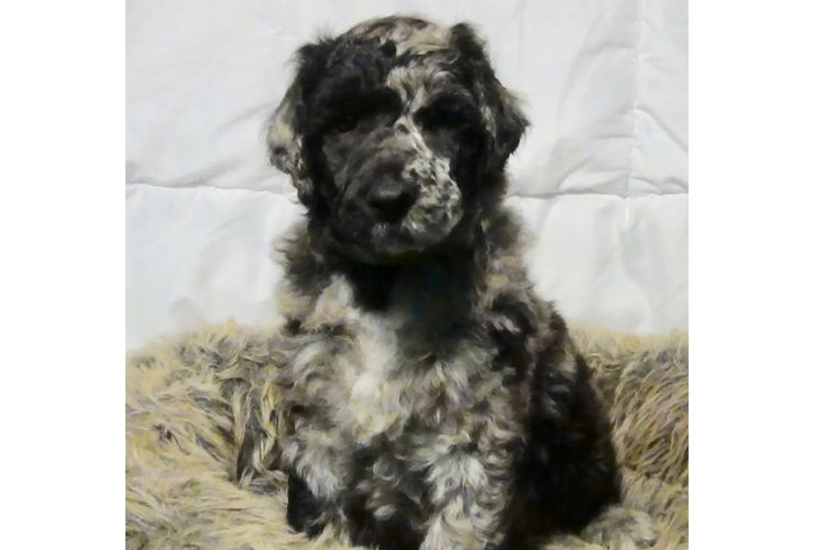 Gramayre Poodles