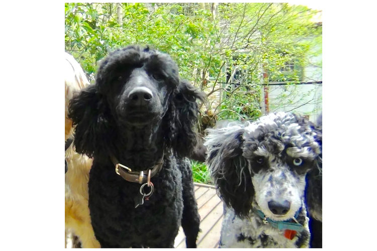 Gramayre Poodles