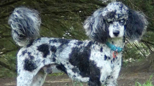 Gramayre Poodles