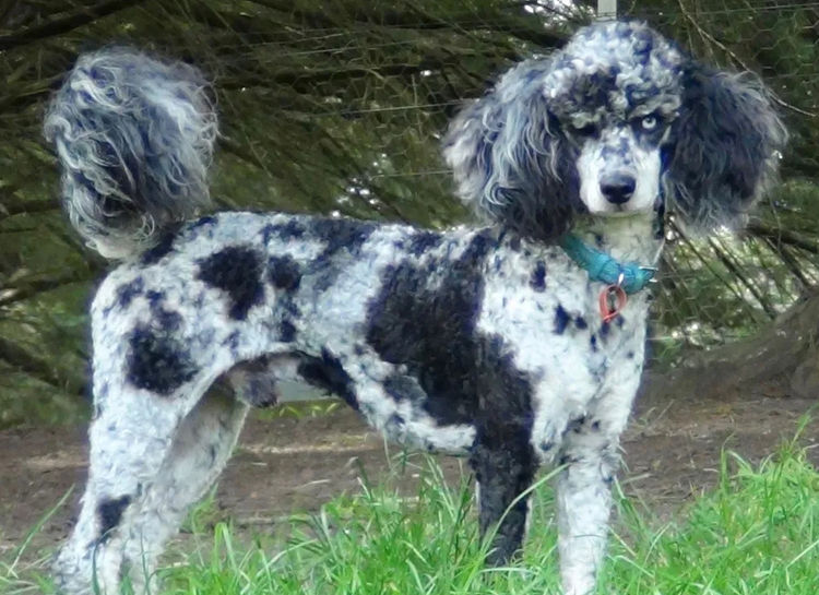 Gramayre Poodles