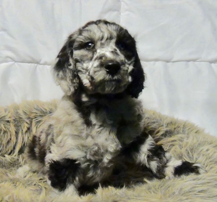 Gramayre Poodles