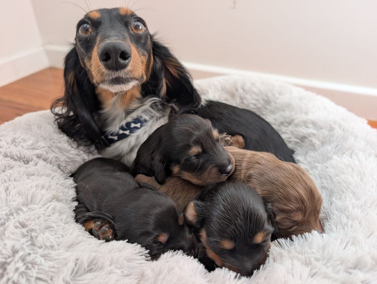 Superstar Sausages