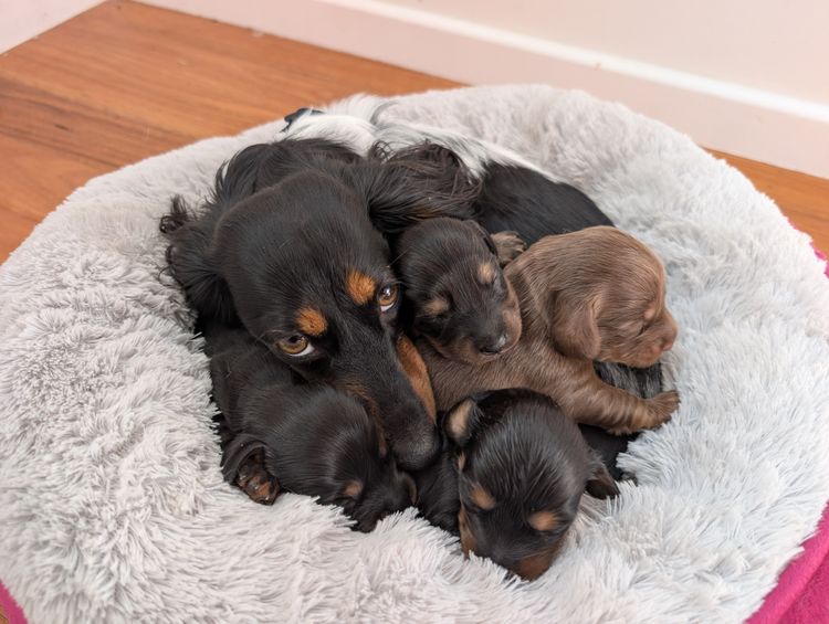 Superstar Sausages