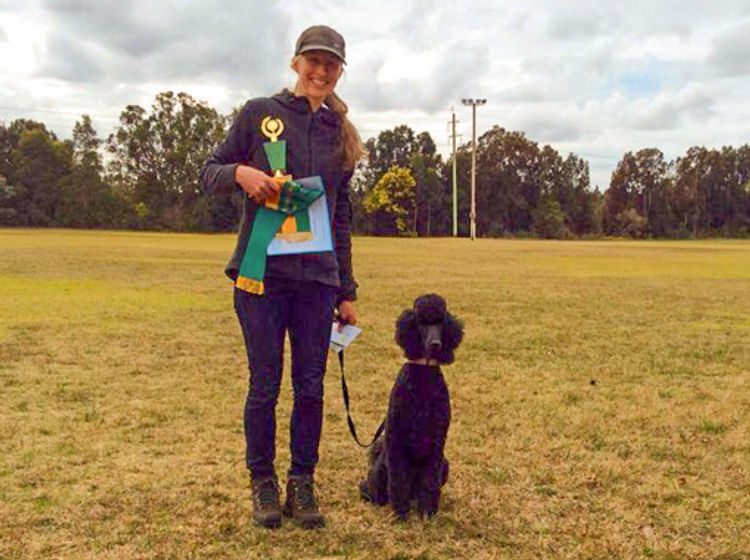 Raggy Dogs Cavoodle Puppies and Stud Services Sydney, NSW