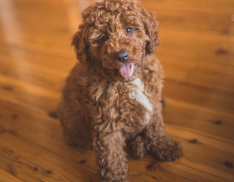 Raggy Dogs Cavoodle Puppies and Stud Services Sydney, NSW