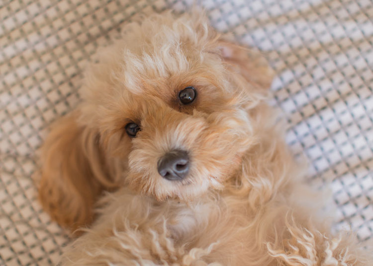Raggy Dogs Cavoodle Puppies and Stud Services Sydney, NSW