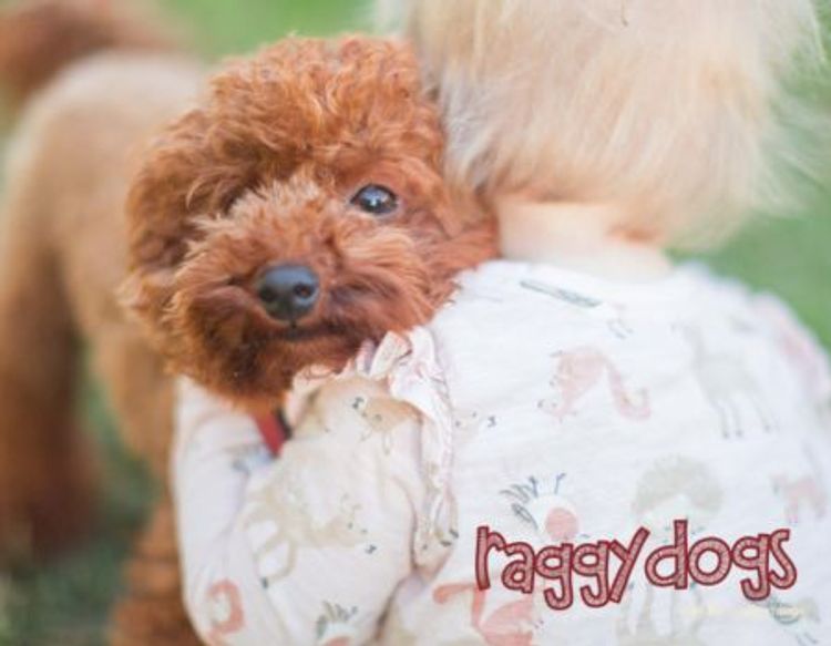 Raggy Dogs Cavoodle Puppies and Stud Services Sydney, NSW