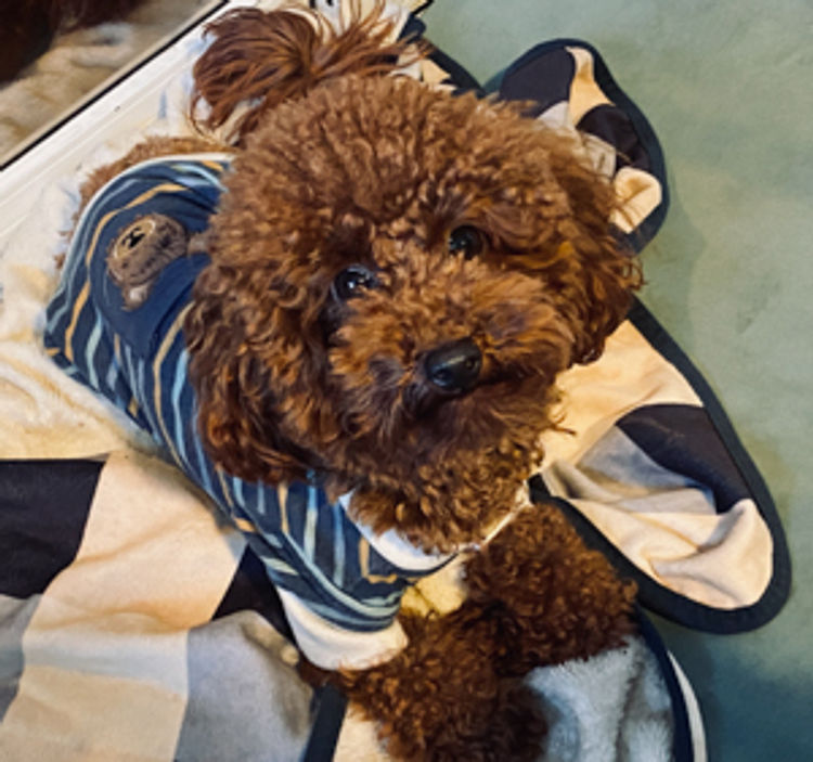 Raggy Dogs Cavoodle Puppies and Stud Services Sydney, NSW