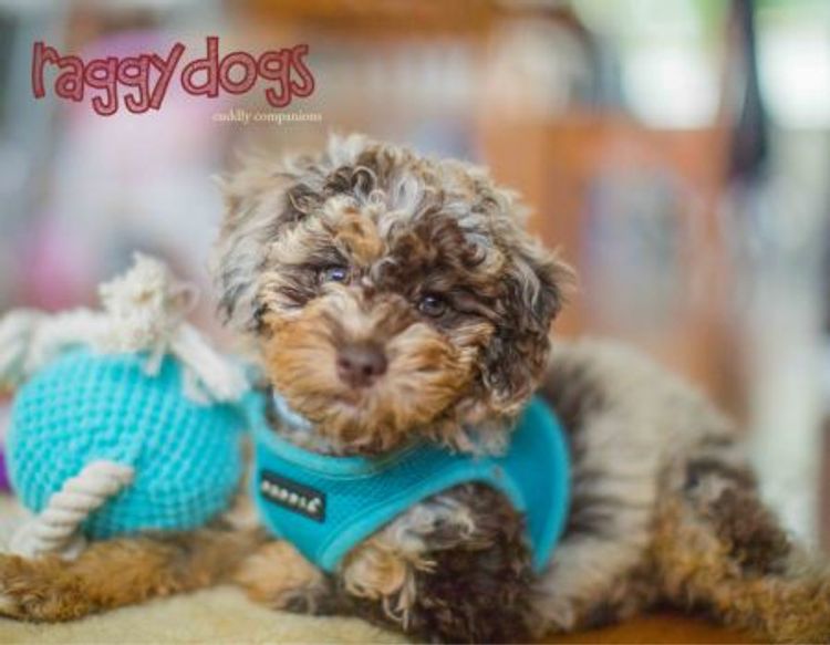 Raggy Dogs Cavoodle Puppies and Stud Services Sydney, NSW