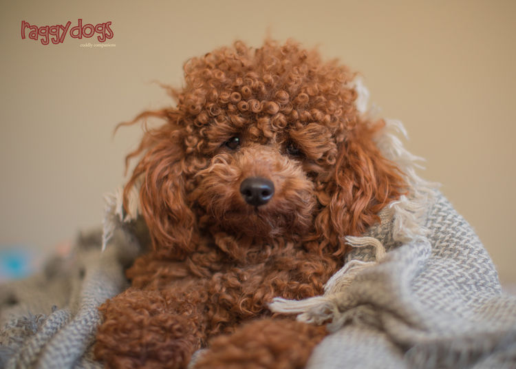 Raggy Dogs Cavoodle Puppies and Stud Services Sydney, NSW