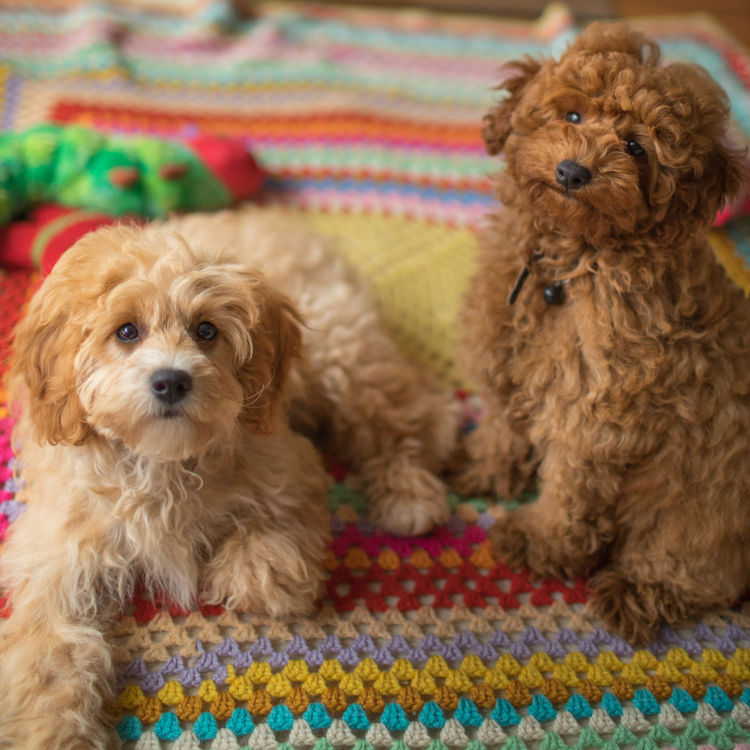 Raggy Dogs Cavoodle Puppies and Stud Services Sydney, NSW