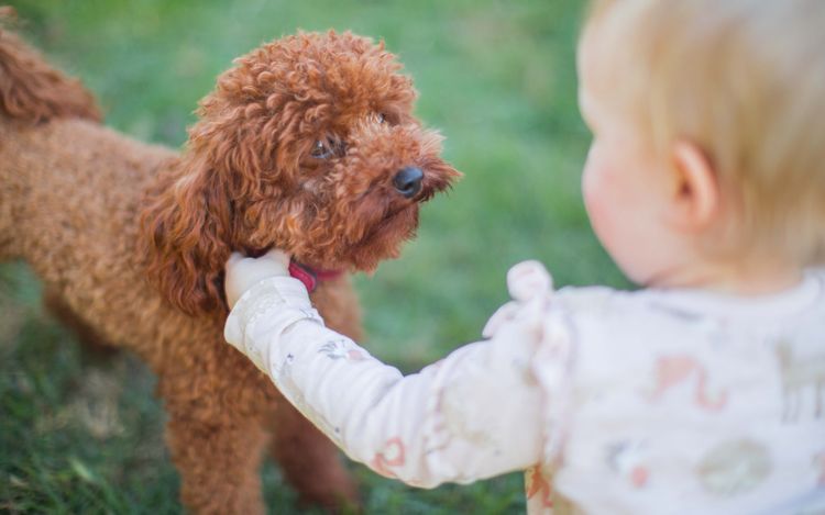 Raggy Dogs Cavoodle Puppies and Stud Services Sydney, NSW
