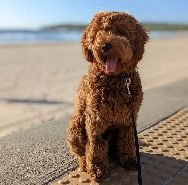Raggy Dogs Cavoodle Puppies and Stud Services Sydney, NSW