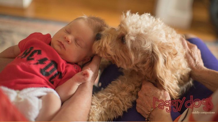 Raggy Dogs Cavoodle Puppies and Stud Services Sydney, NSW