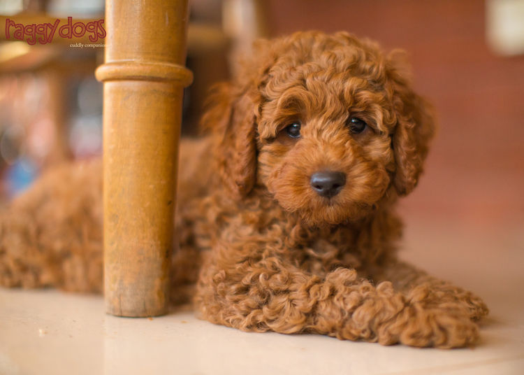 Raggy Dogs Cavoodle Puppies and Stud Services Sydney, NSW