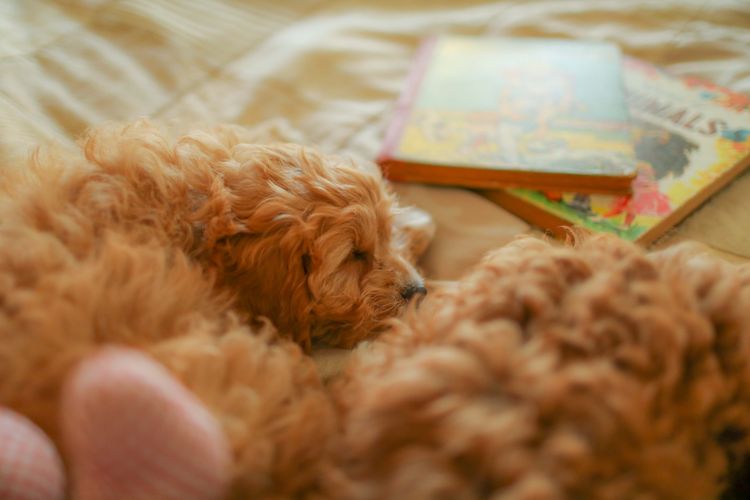 Raggy Dogs Cavoodle Puppies and Stud Services Sydney, NSW